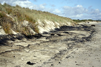 Rena Oil Spill Disaster, Tauranga, NZ