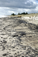 Rena Oil Spill Disaster, Tauranga, NZ