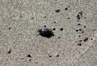 Rena Oil Spill Disaster, Tauranga, NZ