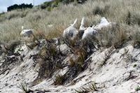 Rena Oil Spill Disaster, Tauranga, NZ