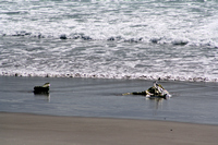 Rena Oil Spill Disaster, Tauranga, NZ