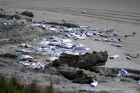 Rena Oil Spill Disaster, Tauranga, NZ