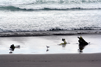 Rena Oil Spill Disaster, Tauranga, NZ