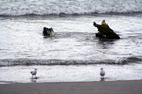 Rena Oil Spill Disaster, Tauranga, NZ