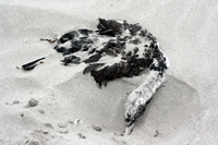 Rena Oil Spill Disaster, Tauranga, NZ