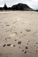 Rena Oil Spill Disaster, Tauranga, NZ