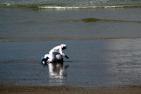 Rena Oil Spill Disaster, Tauranga, NZ