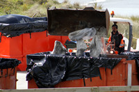 Rena Oil Spill Disaster, Tauranga, NZ