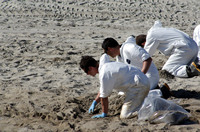 Rena Oil Spill Disaster, Tauranga, NZ