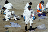 Rena Oil Spill Disaster, Tauranga, NZ
