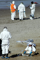 Rena Oil Spill Disaster, Tauranga, NZ