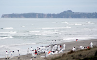 Rena Oil Spill Disaster, Tauranga, NZ