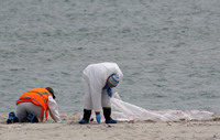 Rena Oil Spill Disaster, Tauranga, NZ