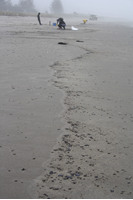 Rena Oil Spill Disaster, Tauranga, NZ