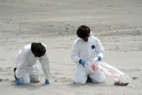 Rena Oil Spill Disaster, Tauranga, NZ