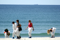 Rena Oil Spill Disaster, Tauranga, NZ