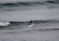 Rena Oil Spill Disaster, Tauranga, NZ