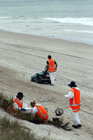 Rena Oil Spill Disaster, Tauranga, NZ