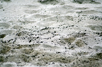 Rena Oil Spill Disaster, Tauranga, NZ