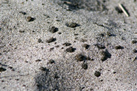 Rena Oil Spill Disaster, Tauranga, NZ