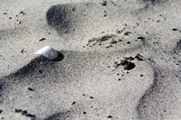 Rena Oil Spill Disaster, Tauranga, NZ