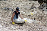 Rena Oil Spill Disaster, Tauranga, NZ