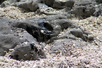 Rena Oil Spill Disaster, Tauranga, NZ