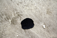 Rena Oil Spill Disaster, Tauranga, NZ