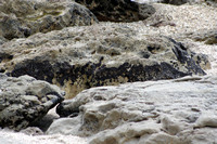 Rena Oil Spill Disaster, Tauranga, NZ