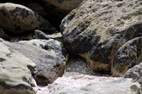 Rena Oil Spill Disaster, Tauranga, NZ