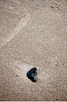 Rena Oil Spill Disaster, Tauranga, NZ
