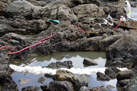 Rena Oil Spill Disaster, Tauranga, NZ