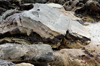 Rena Oil Spill Disaster, Tauranga, NZ
