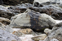 Rena Oil Spill Disaster, Tauranga, NZ