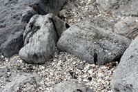 Rena Oil Spill Disaster, Tauranga, NZ