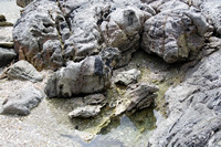 Rena Oil Spill Disaster, Tauranga, NZ