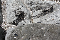 Rena Oil Spill Disaster, Tauranga, NZ