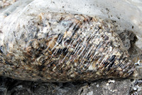 Rena Oil Spill Disaster, Tauranga, NZ