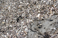 Rena Oil Spill Disaster, Tauranga, NZ