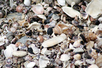 Rena Oil Spill Disaster, Tauranga, NZ