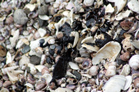 Rena Oil Spill Disaster, Tauranga, NZ