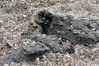 Rena Oil Spill Disaster, Tauranga, NZ