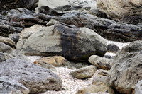 Rena Oil Spill Disaster, Tauranga, NZ
