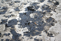 Rena Oil Spill Disaster, Tauranga, NZ