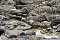 Rena Oil Spill Disaster, Tauranga, NZ
