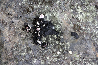 Rena Oil Spill Disaster, Tauranga, NZ
