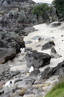 Rena Oil Spill Disaster, Tauranga, NZ