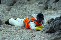 Rena Oil Spill Disaster, Tauranga, NZ