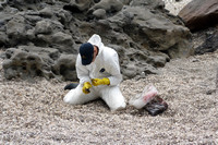 Rena Oil Spill Disaster, Tauranga, NZ
