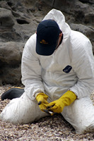 Rena Oil Spill Disaster, Tauranga, NZ